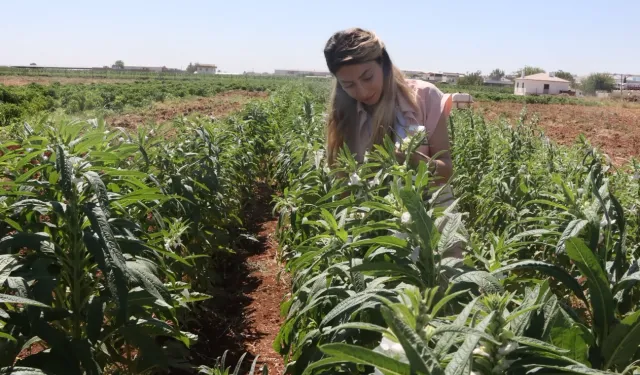 Urfa Susamı yeniden hayat buluyor