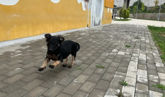 Zifte bulanmıştı, rehabilitasyonla yaşama tutundu