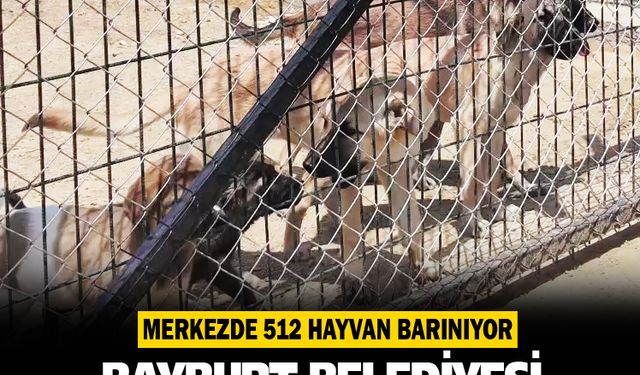 Bayburt Belediyesi Barınağı 512 canlıya yuva oldu