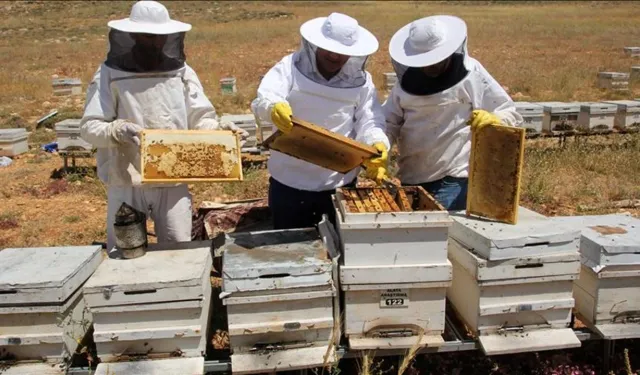 Bayburt balında hasat mevsimi başladı