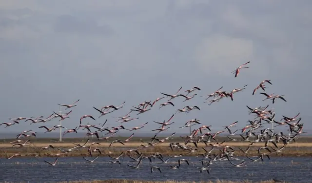 4 dernekten Gala Gölü için yardım çağrısı