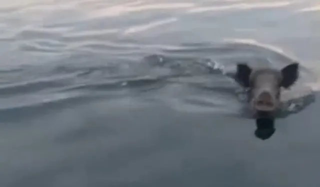 Bursa Mudanya açıklarında yüzen domuz sürprizi