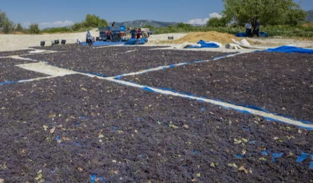 Coğrafi işaretle 'Gülnar Kuş Üzümü' değer kazandı