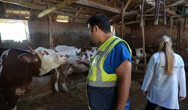 Denizli Büyükşehir’den üreticilere ücretsiz veterinerlik desteği