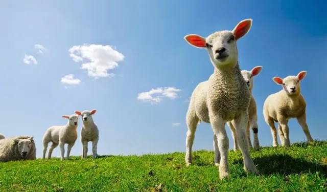 Edirne Damızlık Koyun ve Keçi Birliği 2025 sektör raporunu açıkladı