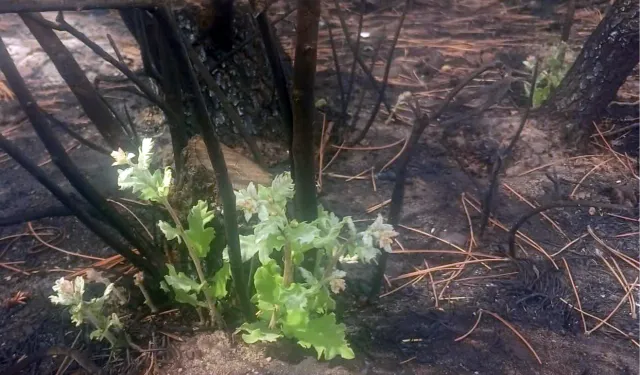 Enez’de yangın sonrası mucize! Meşe ağacı küllerden yeniden yeşerdi