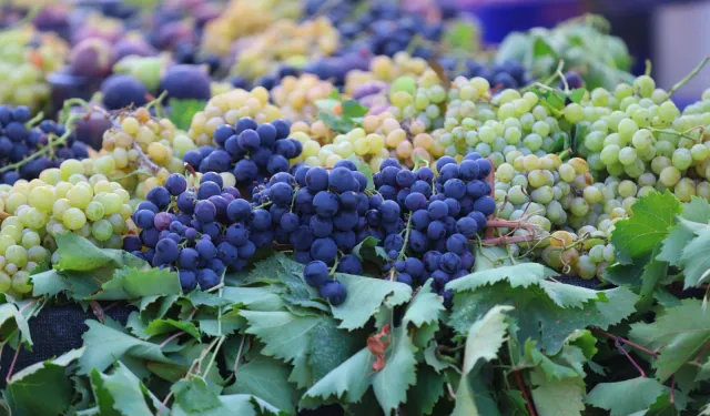 İzmir Karabağlar'da coğrafi işaretli üzüme yoğun ilgi