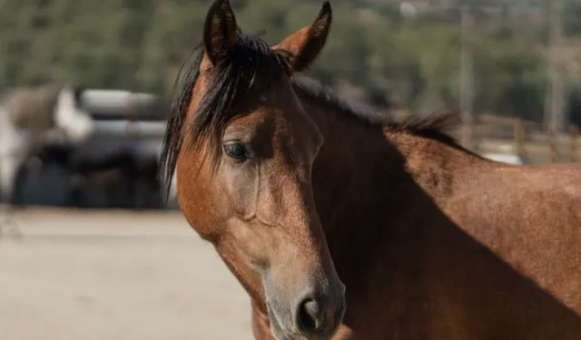 İzmir’de sahipsiz binek hayvanlara yeni bir hayat
