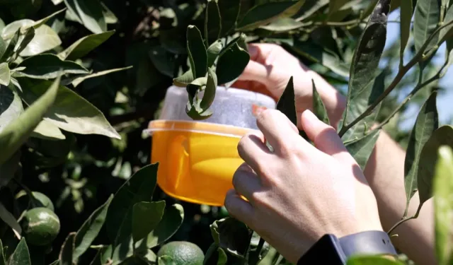 İzmir'de üreticiye Akdeniz meyve sineği ile mücadele desteği