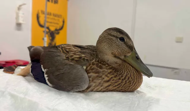 Kocaeli'de yorgun ördeğin yardımına Büyükşehir yetişti