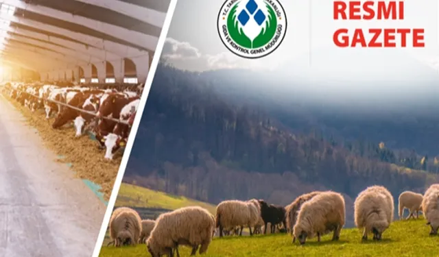 Koyun ve Keçi Yönetmeliği'nde değişiklik... Taahhütname uygulaması kaldırıldı