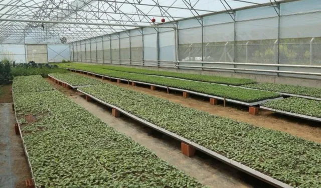 Ordu’da 4,5 milyon fideyle üretim seferberliği