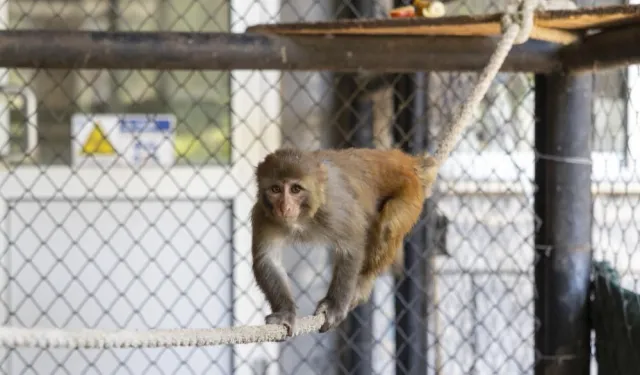 Şiddet mağduru maymun “Şeker” koruma altında