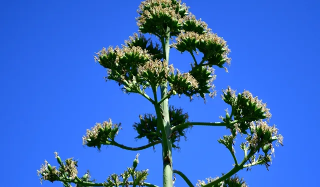 UNESCO listesindeki Agave Bitkisi Beylikdüzü’nde çiçek açtı