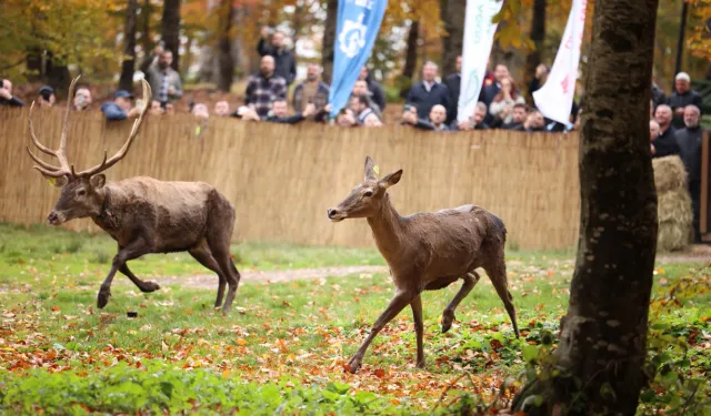22 kızıl geyik Samanlı Dağları'nda