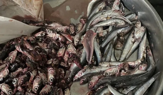 Akçakoca’da balık alan vatandaş poşetten çıkanlara şaşırdı!