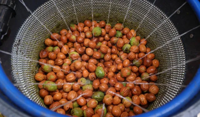 Antalya Büyükşehir’den ceviz üreticisine makine desteği