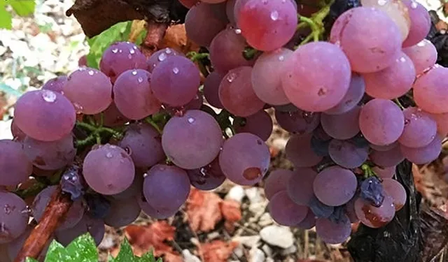 Antalya Finike Yazır’da üzüm zamanı