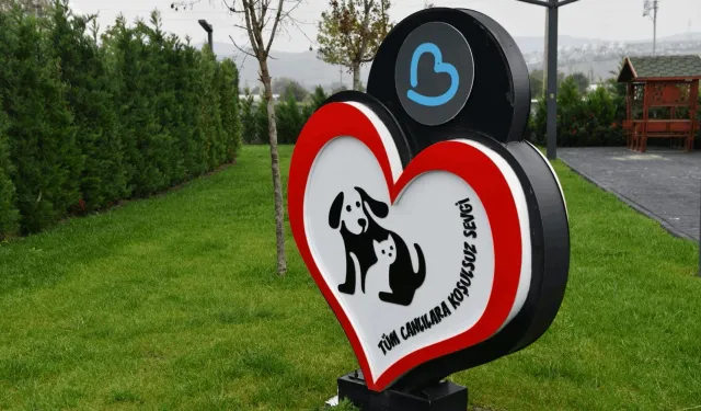 Balıkesir’de can dostlar Büyükşehir eliyle güvende