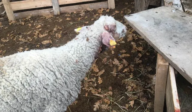 Bilecik Pazaryeri’nde çiftçiyi üzen olay!
