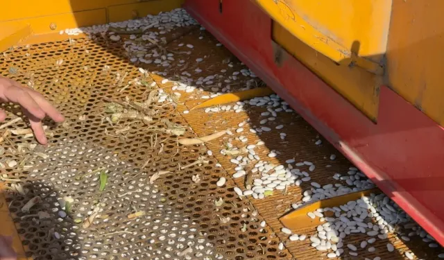 Bursa İnegöl’de Cerrah Kuru Fasulyesinde hasat zamanı