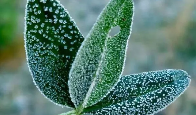 İç Anadolu'nun doğusu için zirai don uyarısı