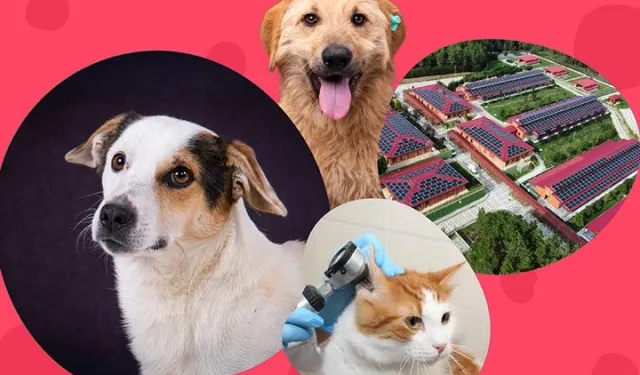 İstanbul Vakfı'ndan can dostlara destek çağrısı