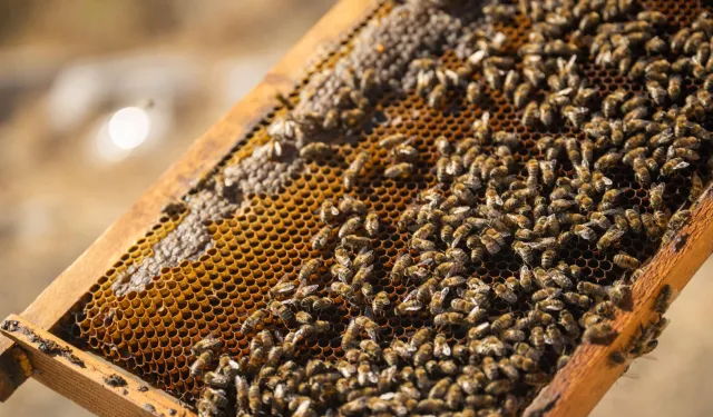 İzmir Bornova’da tatlı emek: Bal hasadı sevinci