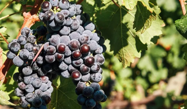 İzmir’in bağcılık mirası Avrupa’ya açılıyor!