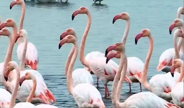 İzmit Körfezi’nde pembe dans