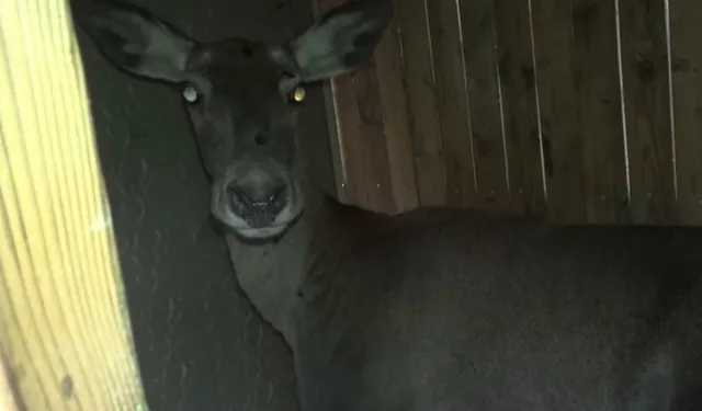 Kızıl geyikler doğaya geri döndü... Bursa’da 3 dişi geyik serbest bırakıldı