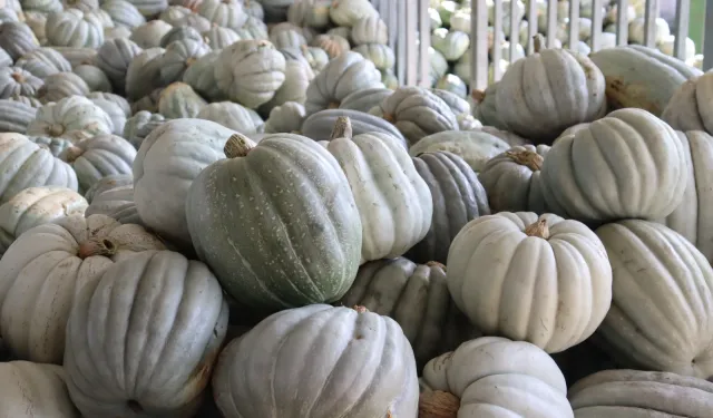 Kocaeli İzmit'te 8 tonluk yerli bal kabağı hasadı