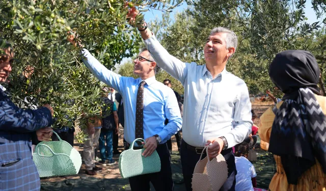Manisa Soma’da zeytin hasadı şenliği