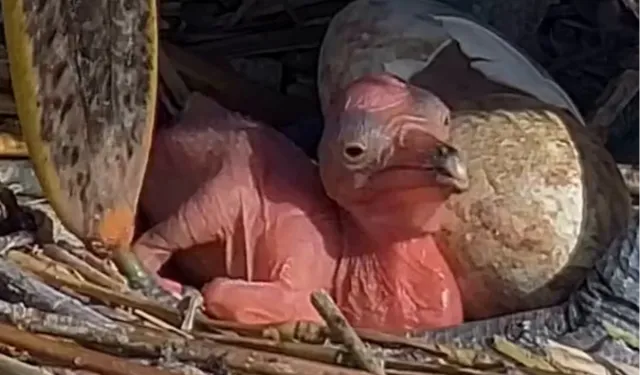 Manyas Kuş Cenneti’nde yeni hayat! Tepeli Pelikan yavruları yumurtadan çıktı