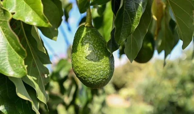 Mersin’de 22 binden fazla avokado fidanı üreticiyle buluştu