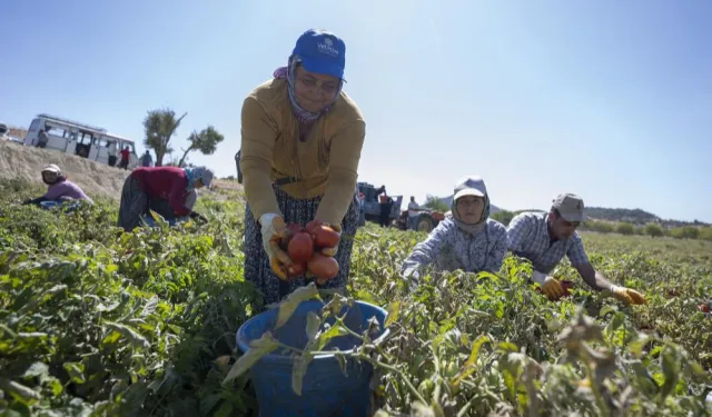 Mersin’de yüzde 70 hibeli domates fidesi desteği