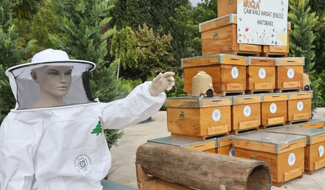 Muğla’da çam balı hasadı coşkuyla kutlandı