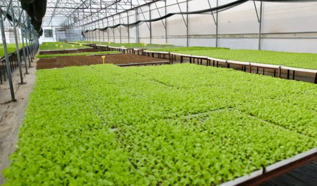 Ordu’da 400 bin kışlık fide dağıtıma hazır