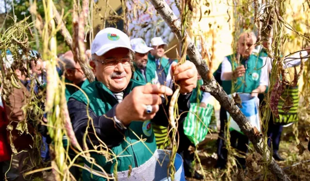 Ordu’da Akkuş fasulyesi markalaşıyor, hasat başladı
