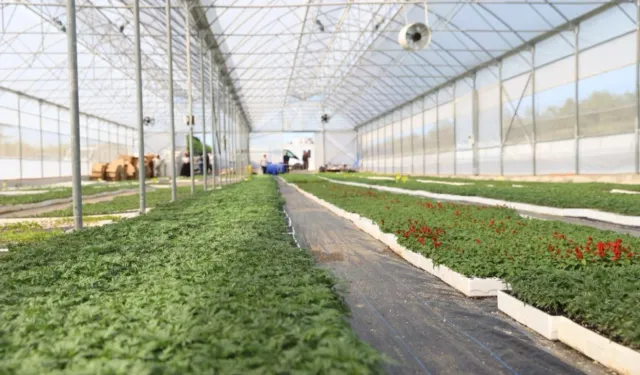 Ordu’nun güzelliği Büyükşehir’in serasından yükseliyor