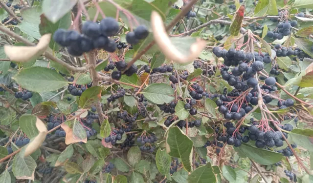 Şifa kaynağı aronya Edirne Enez’de üretiliyor