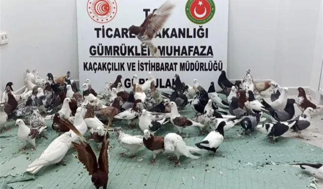 Ticaret'te 'kanatlı' operasyon! Gürbulak'ta 85 'Cancan' ele geçirildi