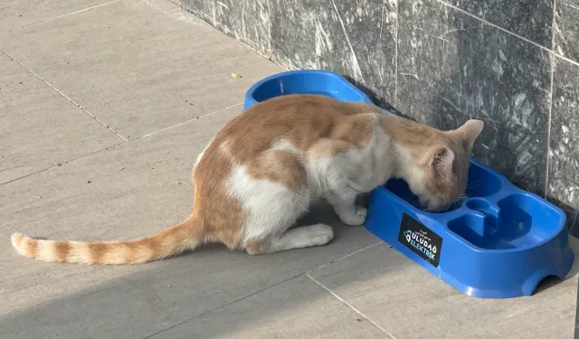 Uludağ Elektrik'in 'Sevgimiz, Enerjimiz Sizinle' projesi sokak hayvanlarına umut oluyor