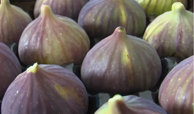 “UYMSİB: Bursa siyah inciri ihracatında zor yıl”