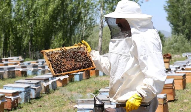 Bayburtlu arıcılara destek haberi! Başvuru süreci başladı.