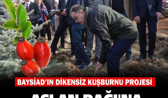 Bayburt’ta  4 Bin Dikensiz Kuşburnu Fidanı Dikildi