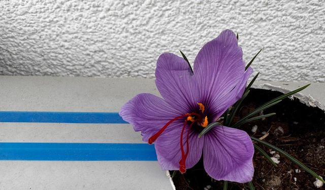 Ülkü Ocakları Genel Merkezi'nin Terasında Safran Hasadı Gerçekleşti