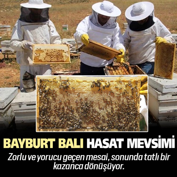 Bayburt balında hasat mevsimi başladı
