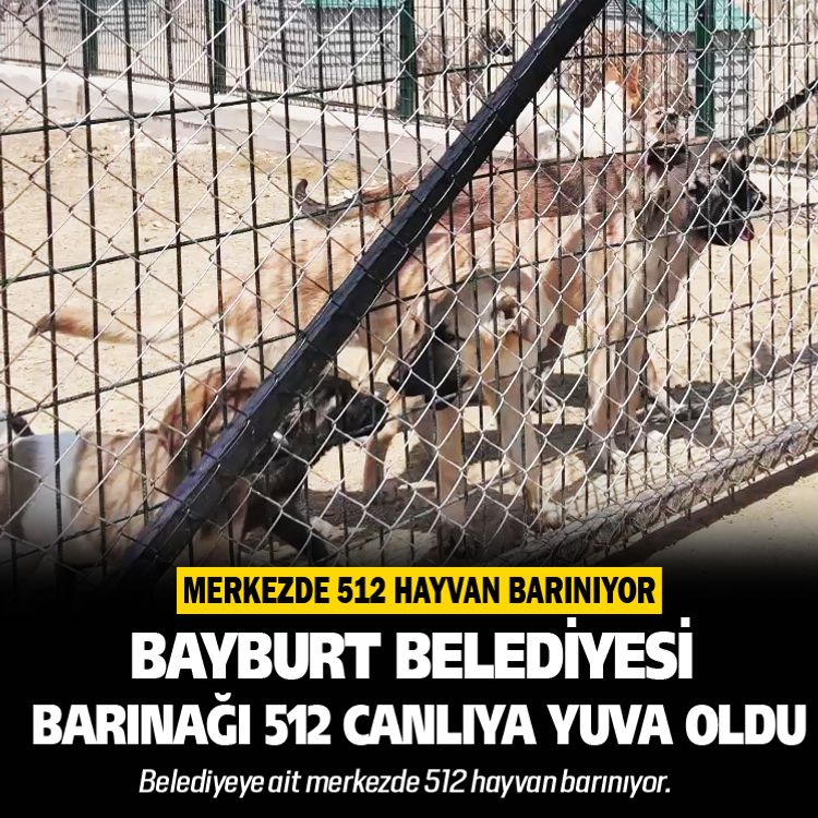 Bayburt Belediyesi Barınağı 512 canlıya yuva oldu
