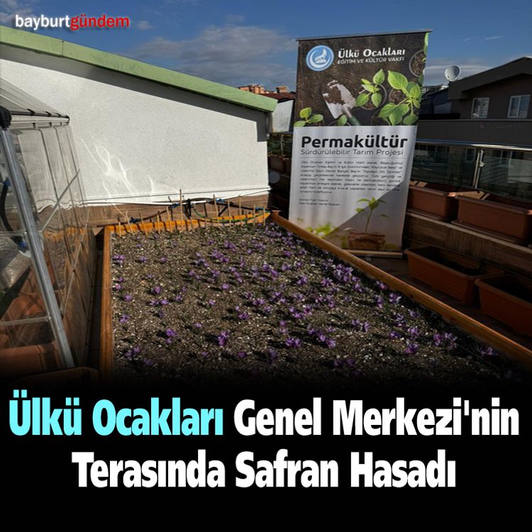 Ülkü Ocakları Genel Merkezi'nin Terasında Safran Hasadı Gerçekleşti
